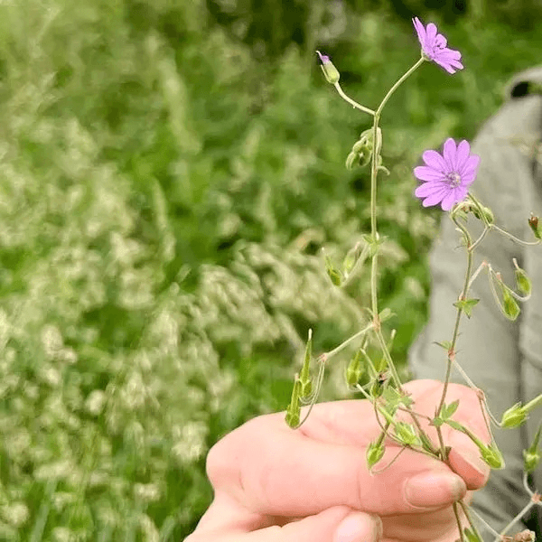 Wildkräuterwanderung bei Kiel